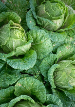 Load image into Gallery viewer, Cabbage Powder
